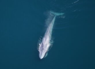 Over 2,000 animals spotted off the coast of Cape Cod