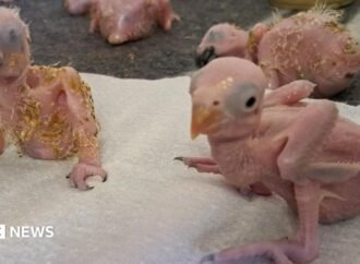 Parrot eggs hatch in South Africa after suspected Thai smuggler arrested at OR Tambo airport