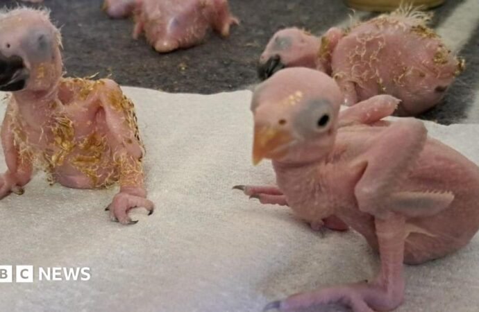 Parrot eggs hatch in South Africa after suspected Thai smuggler arrested at OR Tambo airport
