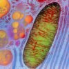 Patient’s own mitochondria injected into eyes in attempt to restore vision