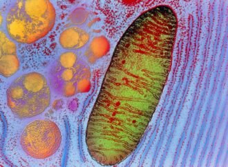 Patient’s own mitochondria injected into eyes in attempt to restore vision