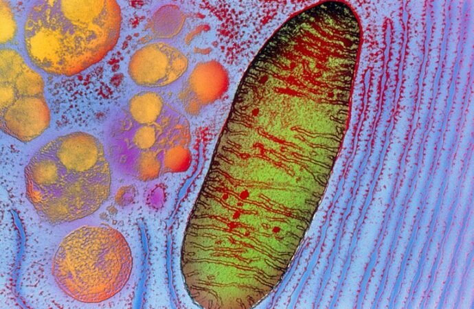 Patient’s own mitochondria injected into eyes in attempt to restore vision