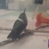 Pennsylvania vets fix a hummingbird’s tiny broken wing with tweezers