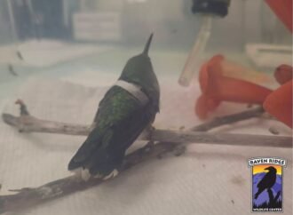 Pennsylvania vets fix a hummingbird’s tiny broken wing with tweezers