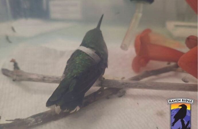 Pennsylvania vets fix a hummingbird’s tiny broken wing with tweezers