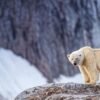 Person fined for using foghorn to wake sleeping polar bear