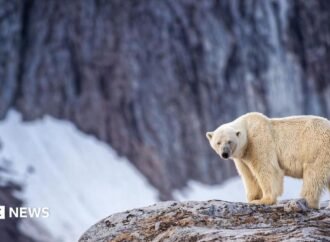 Person fined for using foghorn to wake sleeping polar bear