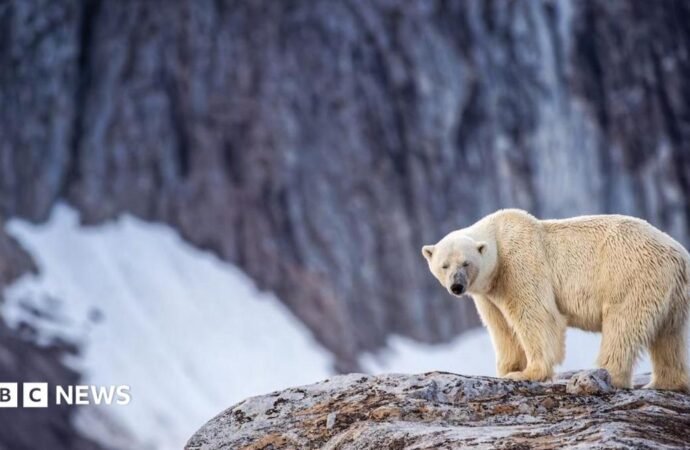 Person fined for using foghorn to wake sleeping polar bear