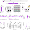 Pervasive phosphorylation by phage T7 kinase disarms bacterial defences – Nature
