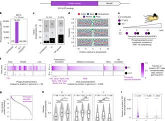 Pervasive phosphorylation by phage T7 kinase disarms bacterial defences – Nature