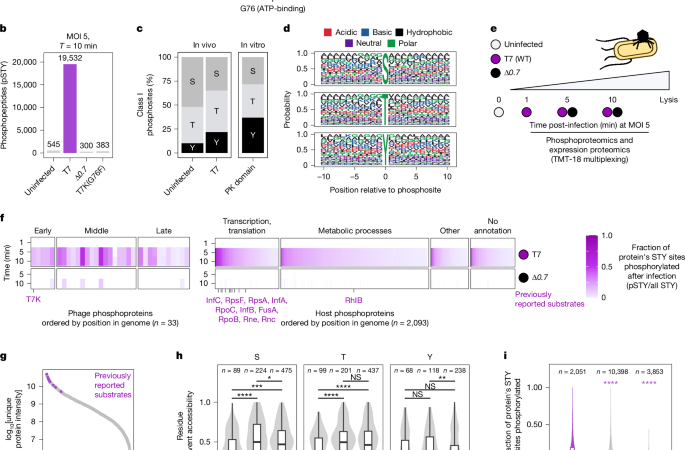 Pervasive phosphorylation by phage T7 kinase disarms bacterial defences – Nature