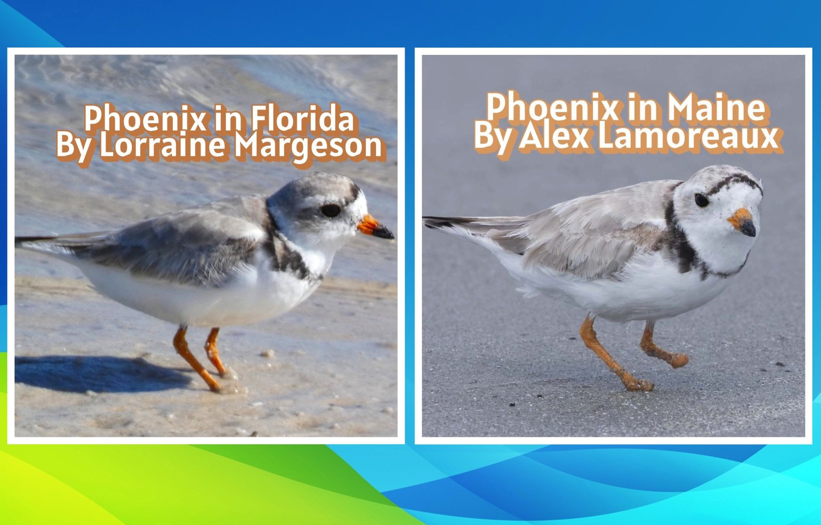 the same piping plover on a beach in florida and on a beach in maine. these birds are small with white, grey, and plack plummage and orange and black beaks