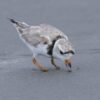 Piping plover beats the odds after losing feet in fishing line