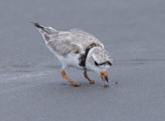 Piping plover beats the odds after losing feet in fishing line
