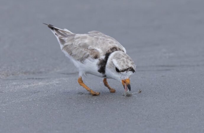 Piping plover beats the odds after losing feet in fishing line