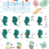 Primate-specific regulation of the human glycosphingolipid gatekeeper UGCG – Nature
