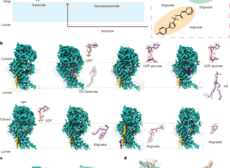 Primate-specific regulation of the human glycosphingolipid gatekeeper UGCG – Nature