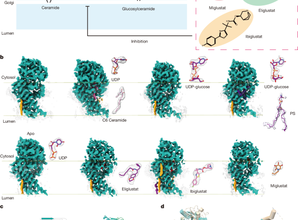 Primate-specific regulation of the human glycosphingolipid gatekeeper UGCG – Nature