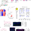 Procognitive restoration of PV neuron plasticity in neurodevelopmental disorders – Nature