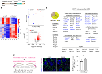 Procognitive restoration of PV neuron plasticity in neurodevelopmental disorders – Nature