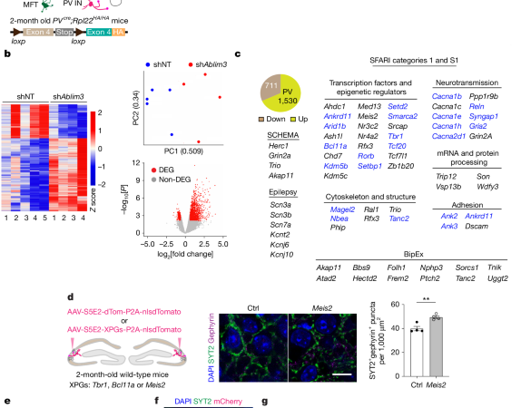 Procognitive restoration of PV neuron plasticity in neurodevelopmental disorders – Nature