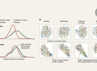 Psychedelics tune the brain to the environment