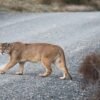 Pumas are drivers’ guardian angels