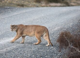 Pumas are drivers’ guardian angels