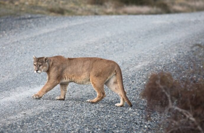 Pumas are drivers’ guardian angels