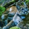 Pumas can help prevent car crashes