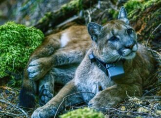 Pumas can help prevent car crashes