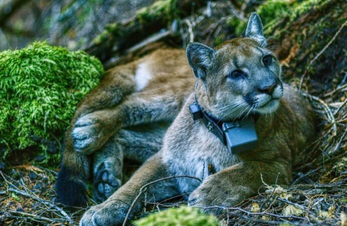 Pumas can help prevent car crashes