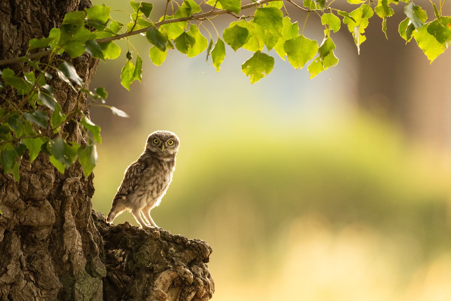 an owl in a tree