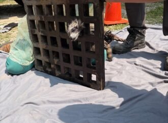 Raccoon rescued after sticking its head in a Cape Cod drain grate