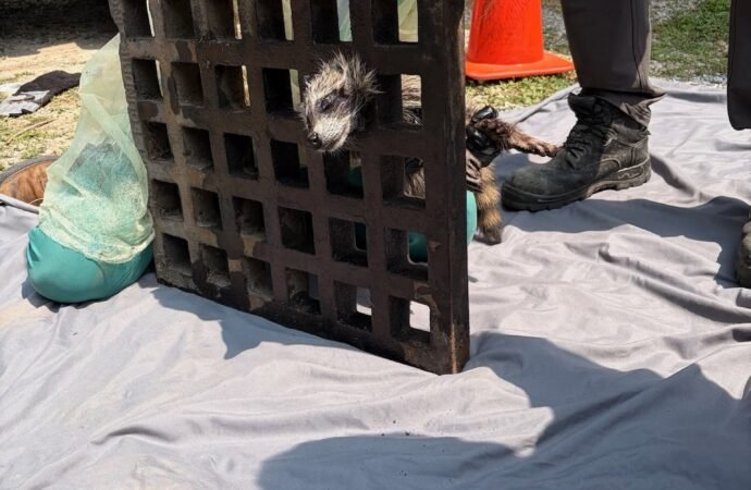 Raccoon rescued after sticking its head in a Cape Cod drain grate