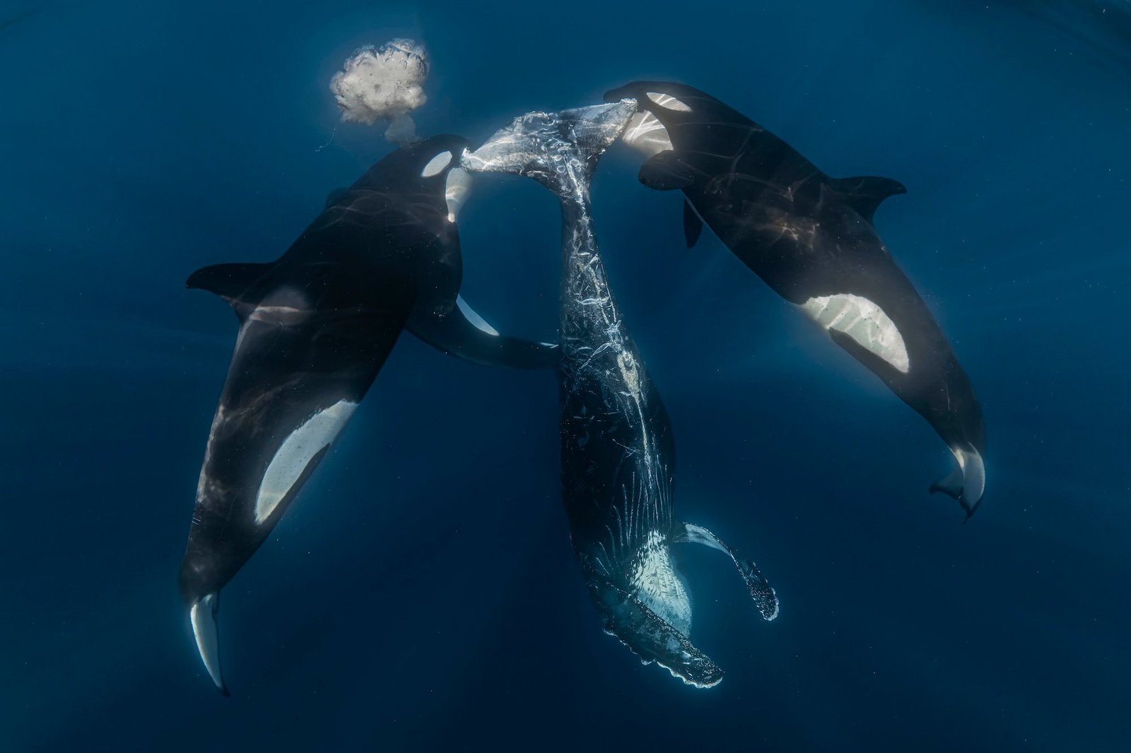  aftermath of a successful orca hunt.