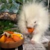 Rare baby albino porcupine rescued in Maine