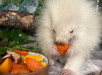 Rare baby albino porcupine rescued in Maine