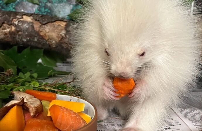 Rare baby albino porcupine rescued in Maine