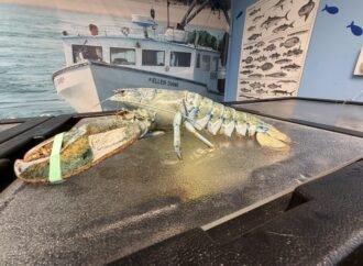 Rare blue lobster gets another shot at life in the ocean