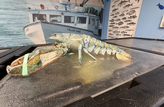 Rare blue lobster gets another shot at life in the ocean