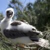 Rare tropical red-footed booby spotted in Maryland