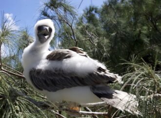 Rare tropical red-footed booby spotted in Maryland