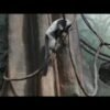 Rare twin lemurs born at New York’s Central Park Zoo
