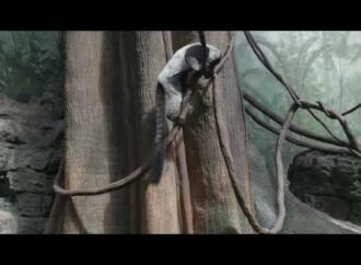 Rare twin lemurs born at New York’s Central Park Zoo