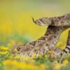 Rattlesnakes’ own antivenom could protect humans too