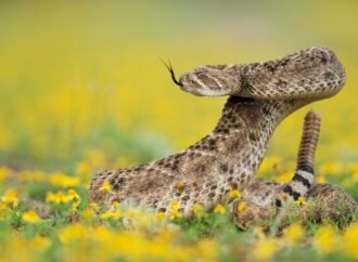 Rattlesnakes’ own antivenom could protect humans too