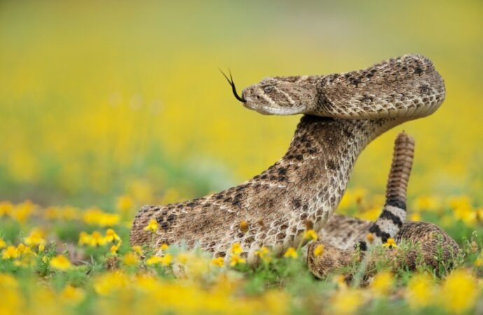 Rattlesnakes’ own antivenom could protect humans too
