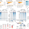 Rb-driven transcription limits its tumour-suppressive effects in breast cancer – Nature