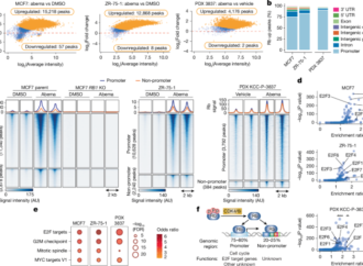 Rb-driven transcription limits its tumour-suppressive effects in breast cancer – Nature